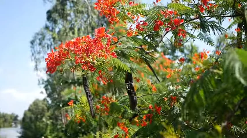 Flamboyant flowers