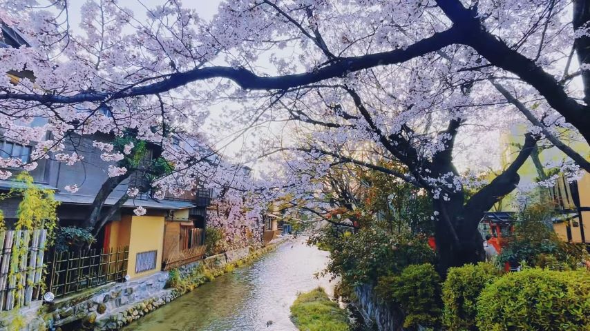 Shirakawa river and cherry blossom - Sông Shirakawa và hoa đào