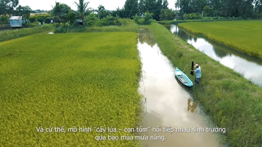 A rice field follows the model Rice - Prawn, cánh đồng theo mô hình Lúa- Tôm