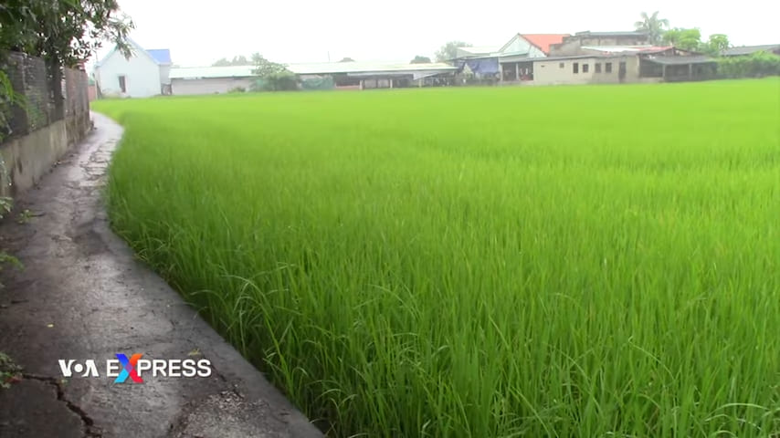 A field growing Nàng Thơm Chợ Đào, cánh đồng lúa nàng Thơm chợ Đầo