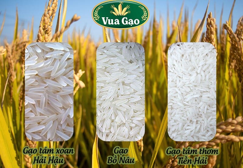 Different types of fragrant rice in Northern Vietnam, các loại gạo tám thơm miền bắc