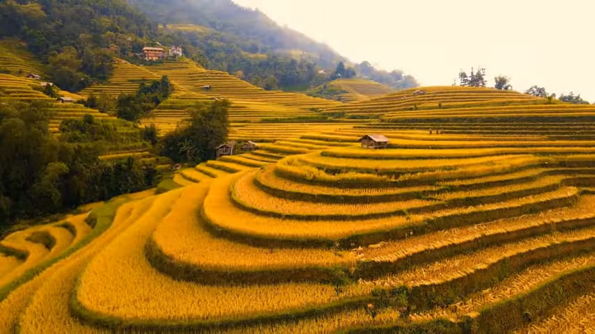 Rice terraces in Hà Giang