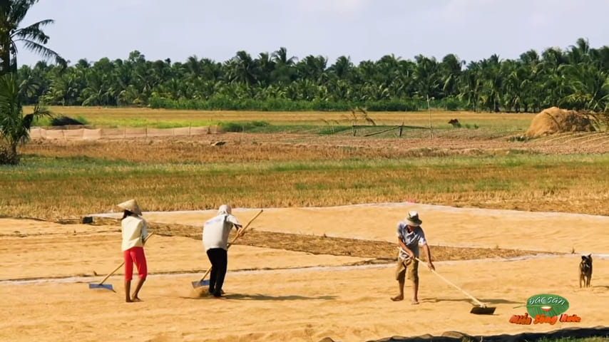 Drying rice