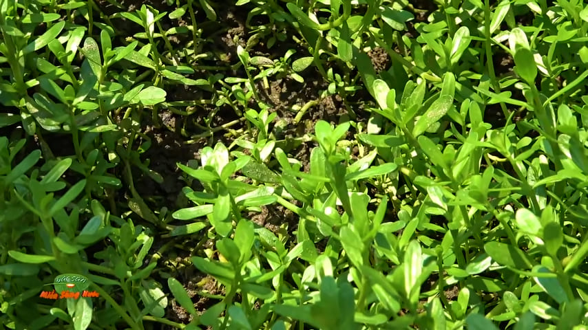 Bitter herb, rau đắng đất