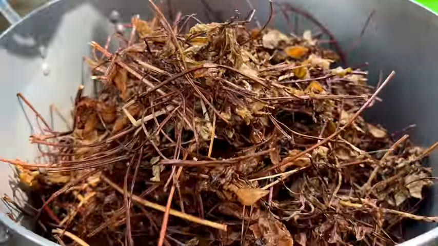 Dried stems and leaves of sương sáo