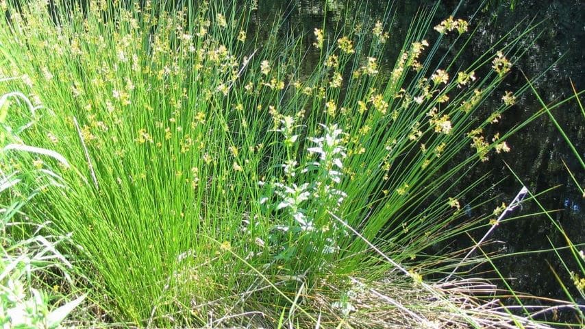 Soft rush grass