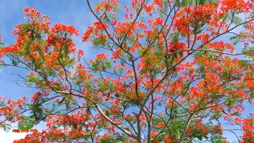 Phoenix flowers, phượng hồng