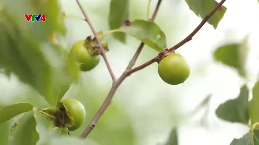 Wild almond fruit for glue