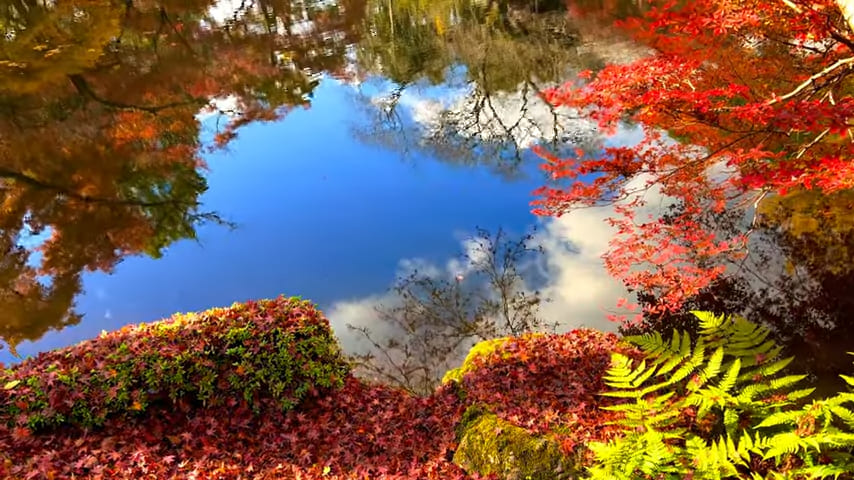 Đề Hồ Tự: Autumn leaves at Daigo-ji