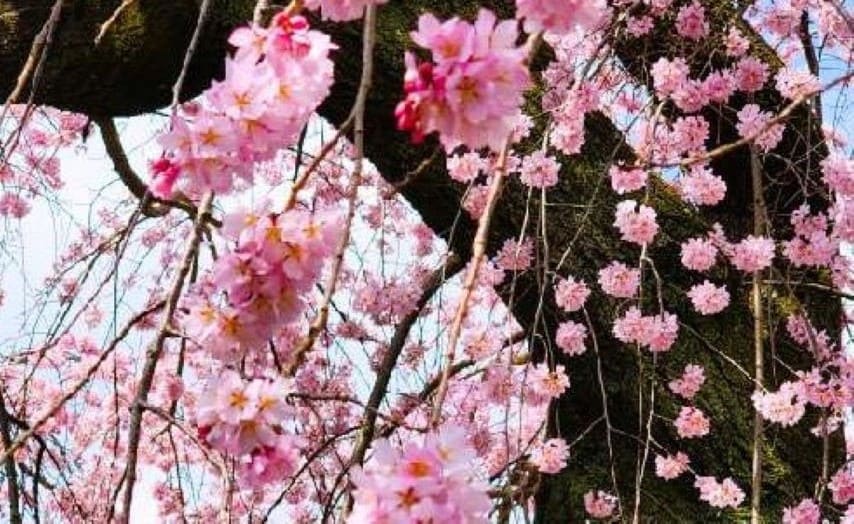 Weeping cherries of Shogun