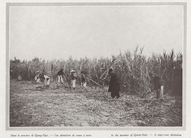 Quảng Ngãi sugarcane plantation 