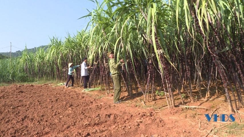 Kim Tân sugarcane field