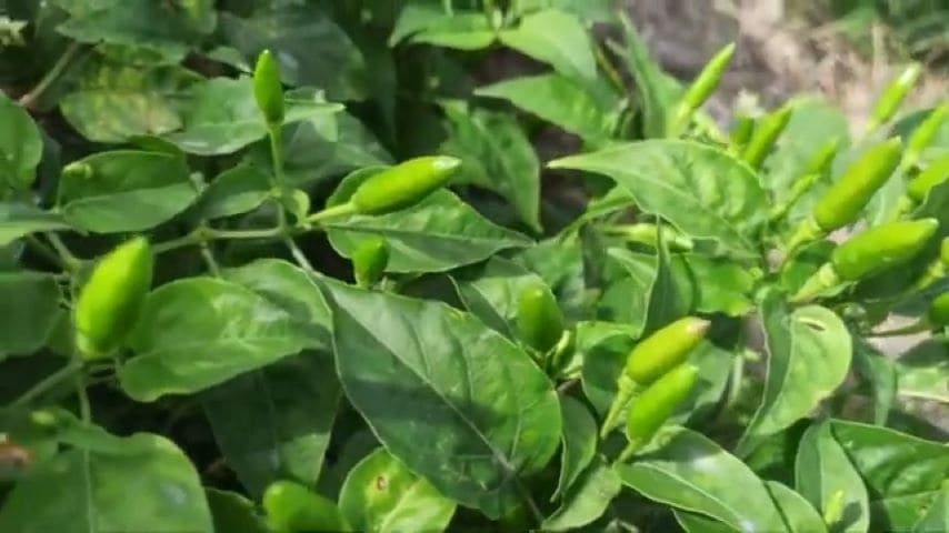 Bird’s eye chili 