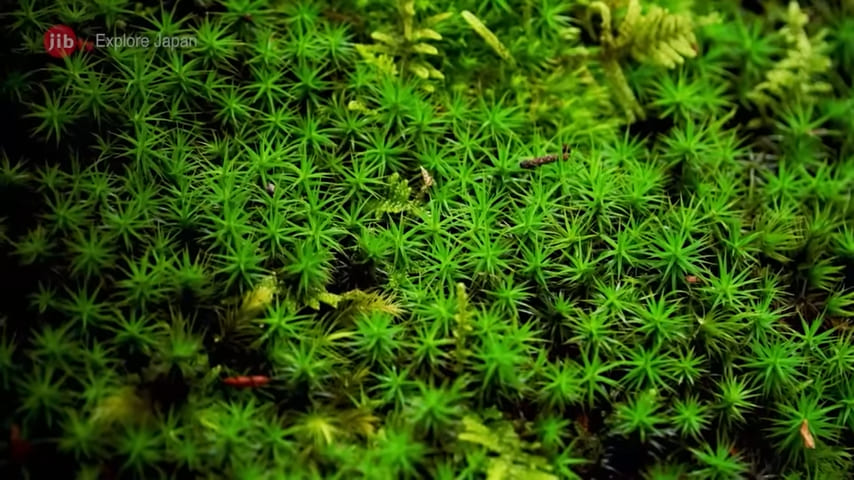 Coniferous moss at Saiho-ji