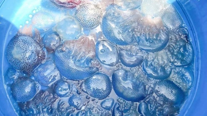 Blue jellyfish