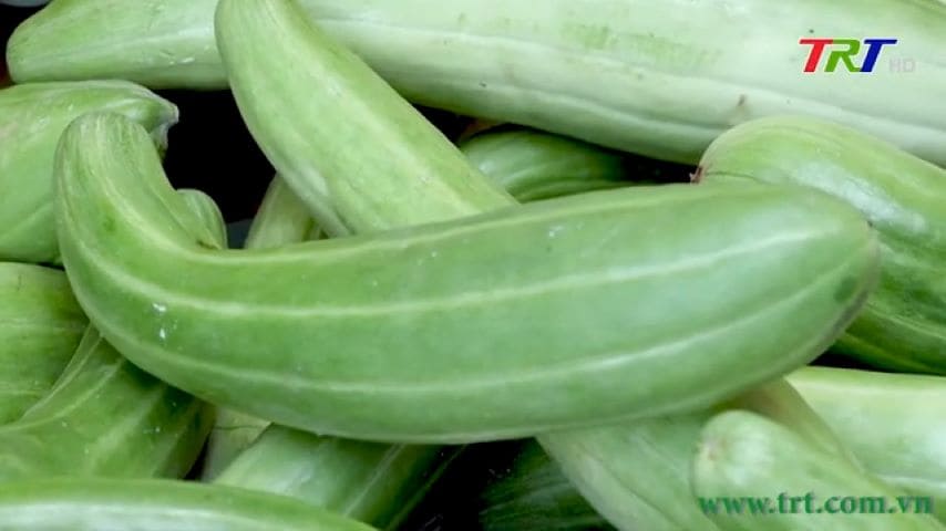 Young oriental melon