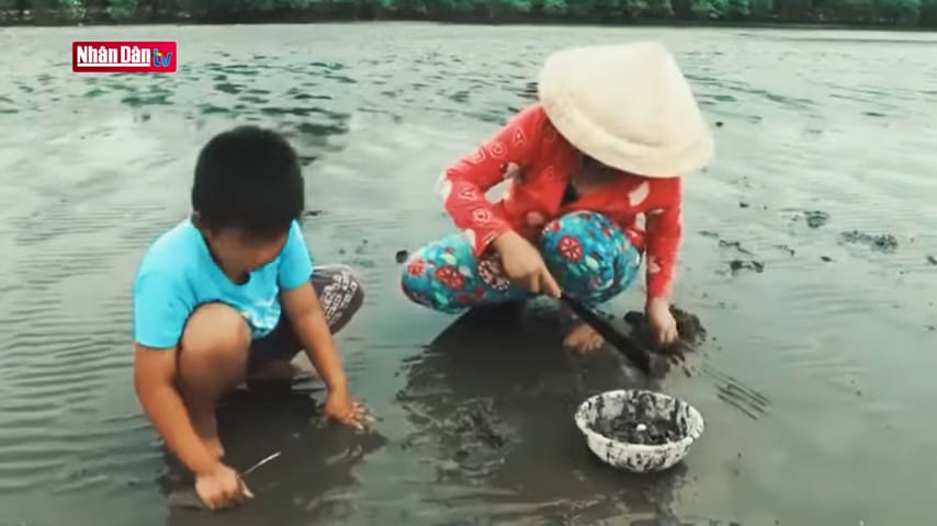 Digging lamp shells in Hà Tiên