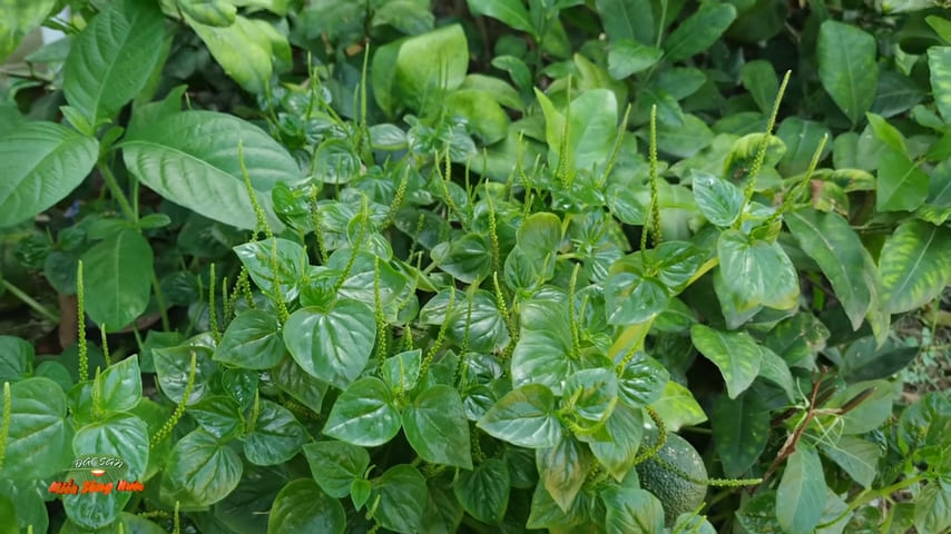 rau càng cua, Crab claw herb