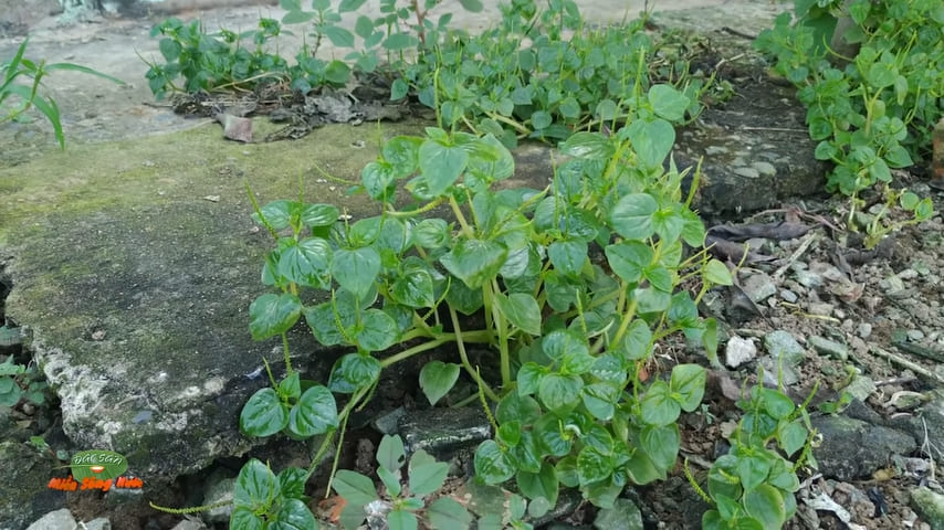 Crab claw herb flourishing