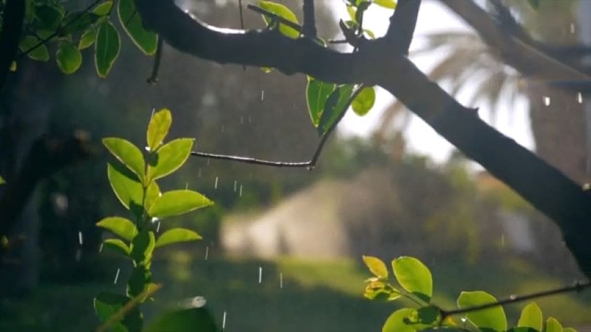 Raindrops dance on leaves and branches