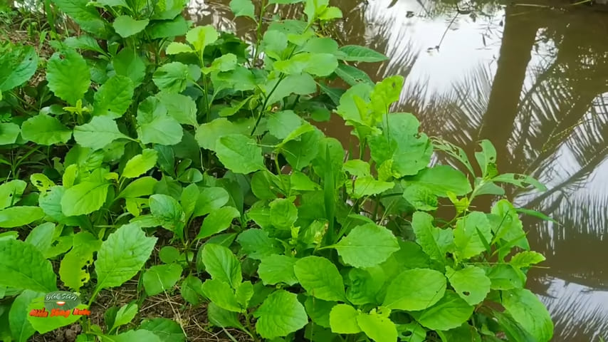 Wild mustard