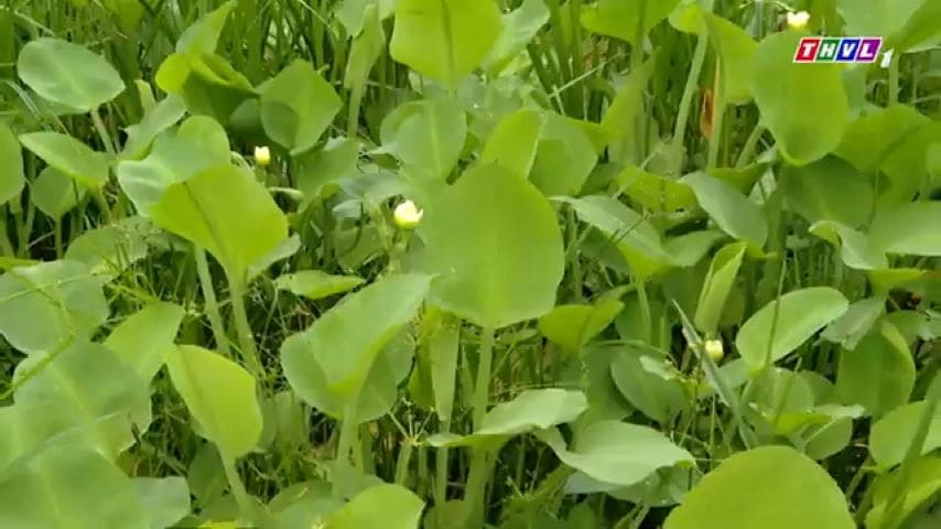 Yellow velvetleaf (cù nèo)