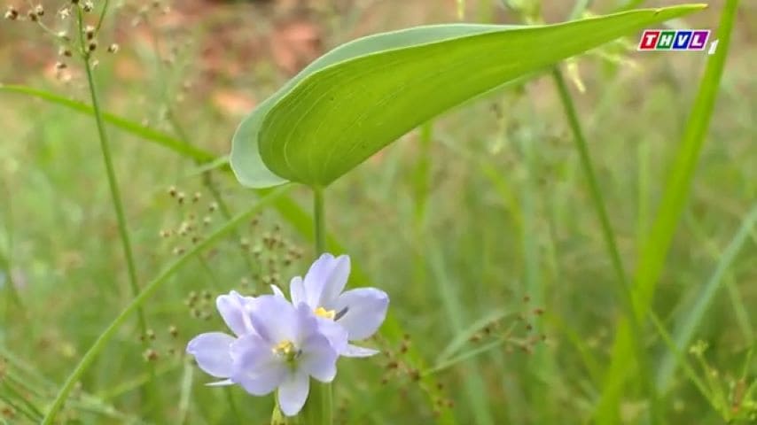 Blooming oval-Leafed pondweed