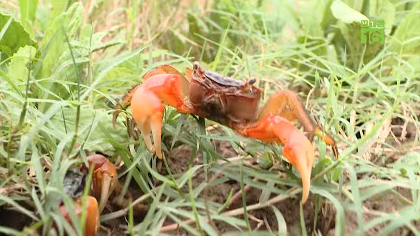 The Northern Vietnamese fiddler crabs: cáy