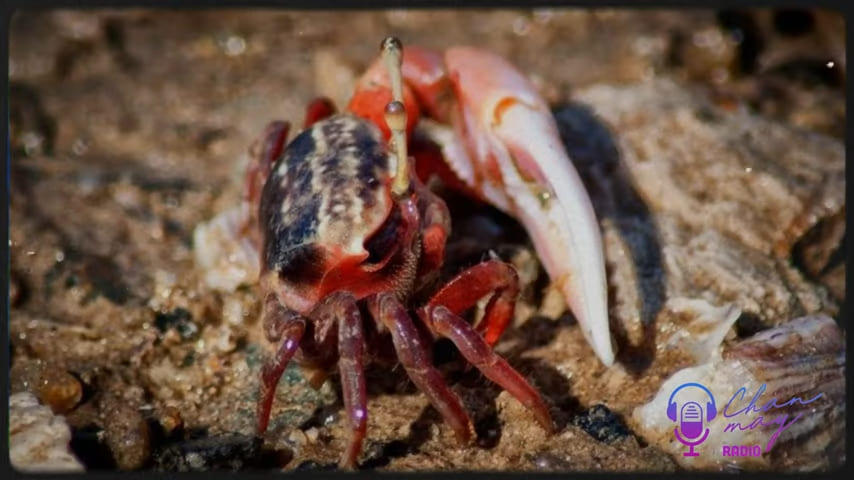 Southern Vietnamese fiddler crabs: còng