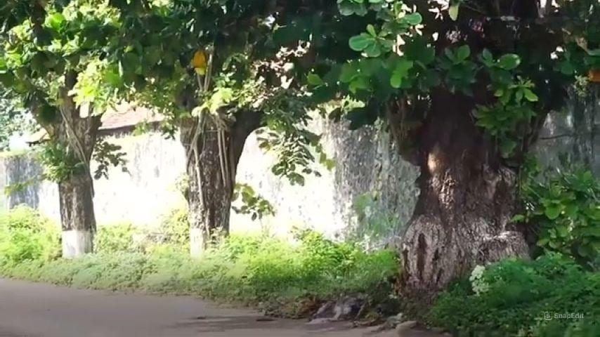 Centuries-old beach almond trees in Côn Đảo