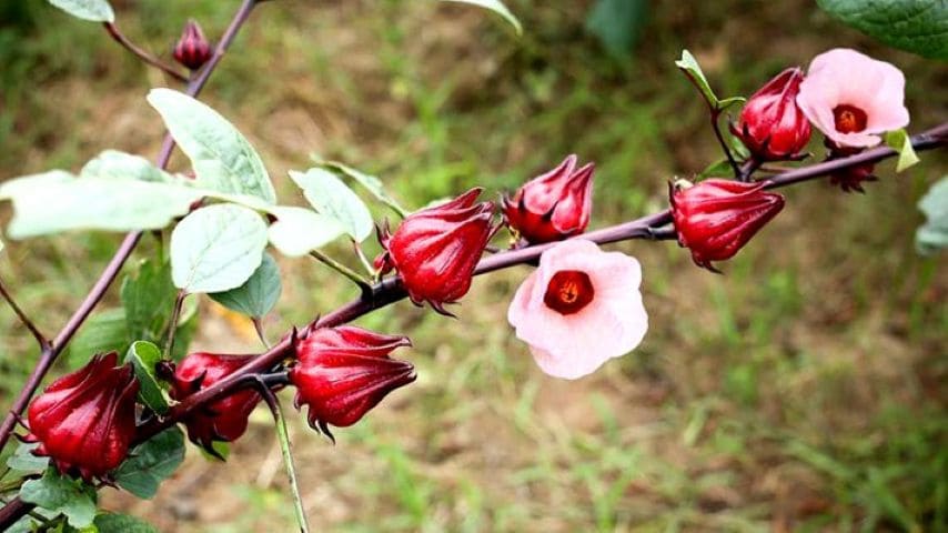 Roselle blooms