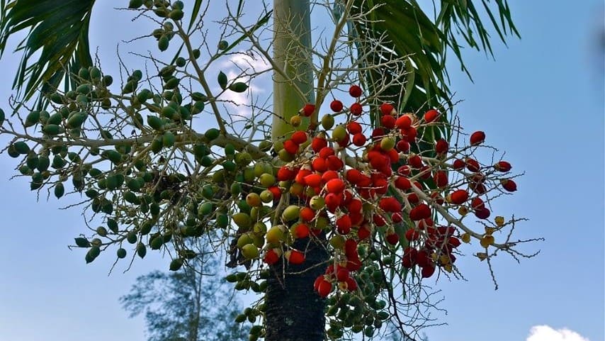 Ornamental areca tree