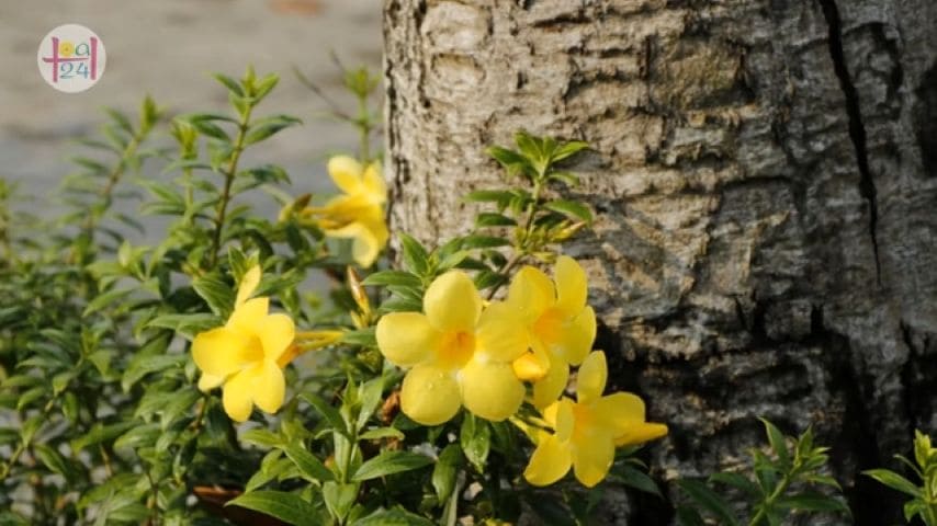 Yellow bell