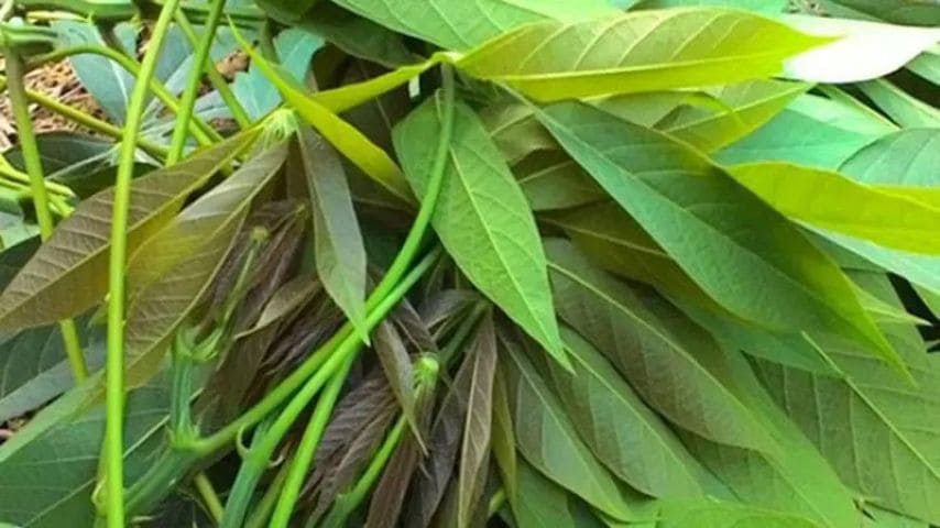 Local cassava leaves