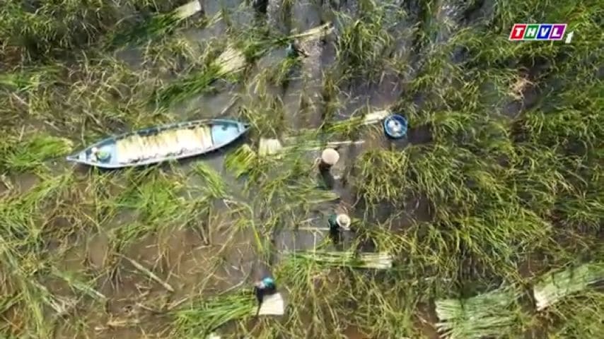 Harvesting bulrush