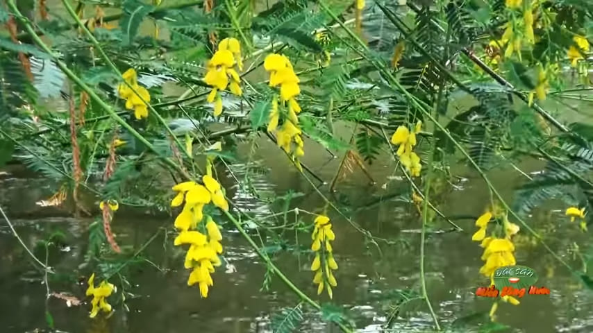 Sesbania in bloom