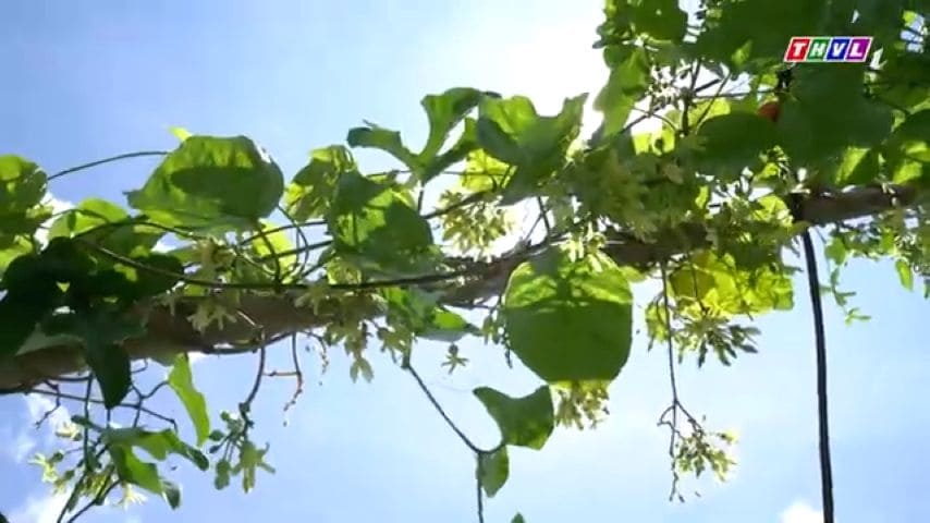 A trellis of Tonkin jasmine