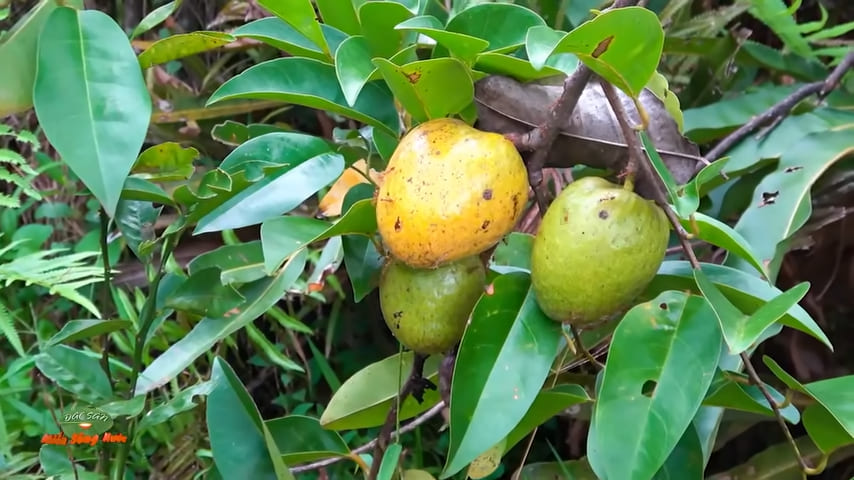 Pond apple