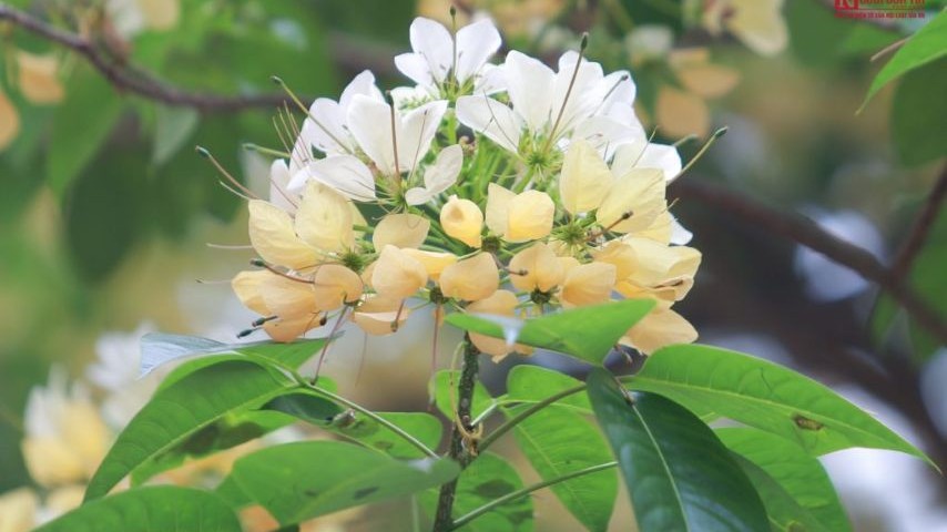 Caper leaves and flowers