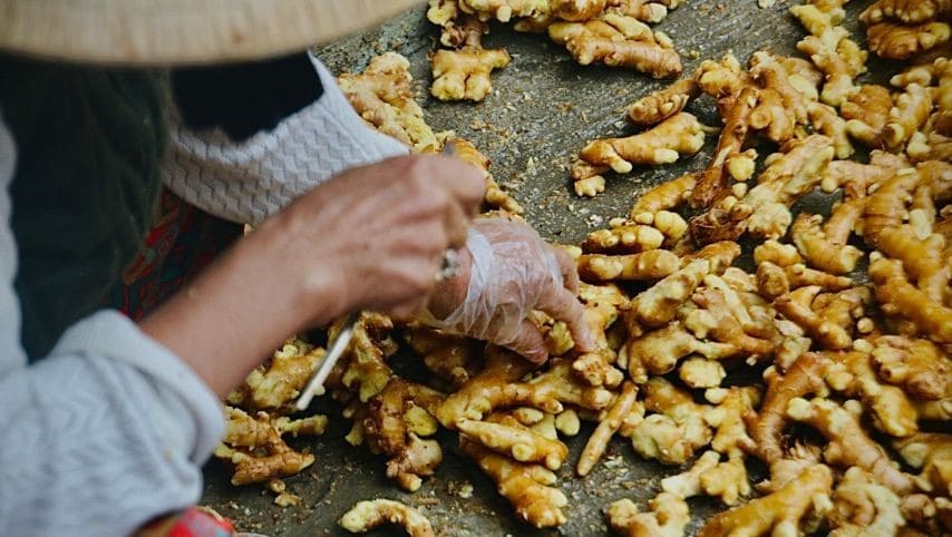 Selecting ginger for candying