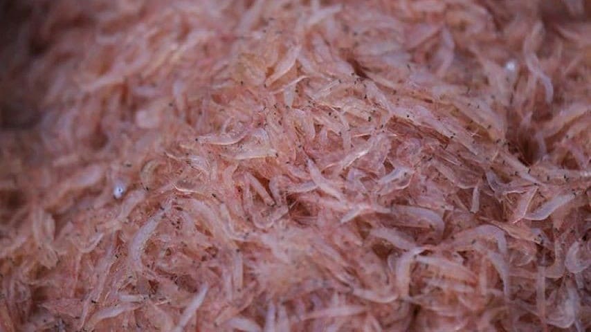 Fresh tiny shrimp for mắm ruốc